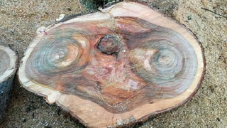 E.T.'s Face Appears In Tree Stump